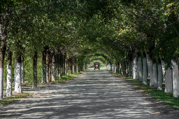 Road with a line of trees along each side forming a tunnel with a tractor coming from the distance