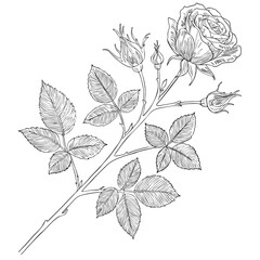 Hand-Drawn Elegant Rose Line Art with Buds and Leaves
