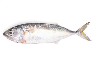Pacific jack mackerel fish or Trachurus on white background.