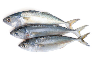 Pacific jack mackerel fish or Trachurus on white background.