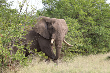 Fototapeta premium Afrikanischer Elefant / African elephant / Loxodonta africana