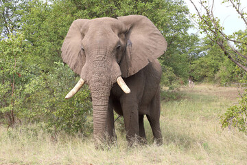 Obraz premium Afrikanischer Elefant / African elephant / Loxodonta africana