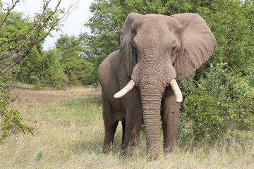 Obraz premium Afrikanischer Elefant / African elephant / Loxodonta africana