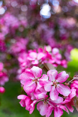 decorative apple tree in bloom, spring day