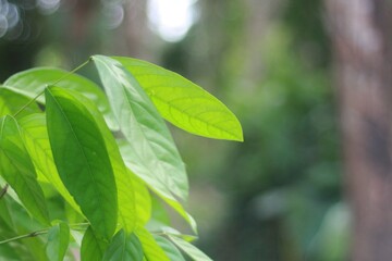 green leaves background