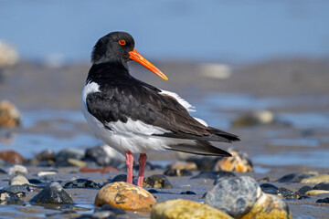 Austernfischer am Kiesstrand von Helgoland