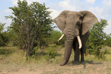 Obraz premium Afrikanischer Elefant / African elephant / Loxodonta africana