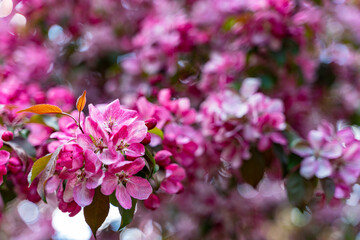 decorative apple tree in bloom, spring day