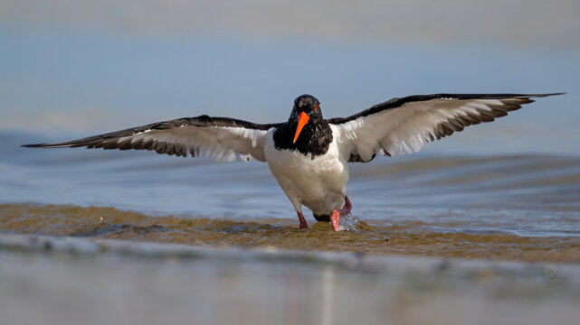 Austernfischer mit maximal gestreckten Fl&uuml;geln am Strand von Helgoland
