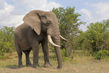 Obraz premium Afrikanischer Elefant / African elephant / Loxodonta africana