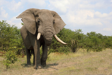 Afrikanischer Elefant / African elephant / Loxodonta africana