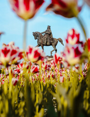 Stephen the Great's equestrian statue in Iași, Romania, beautifully framed by red and white tulips