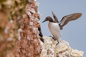 Trottellumme landet auf einem Klippenvorsprung auf Helgoland