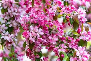 decorative apple tree in bloom, spring day