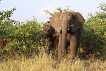 Afrikanischer Elefant / African elephant / Loxodonta africana