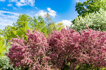 decorative apple tree in bloom, spring day