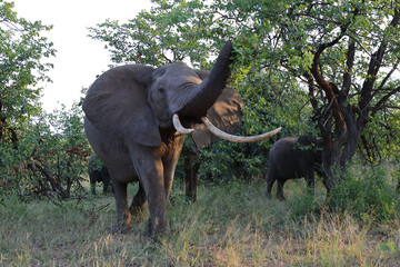 Afrikanischer Elefant / African elephant / Loxodonta africana..