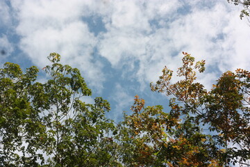 autumn leaves against blue sky