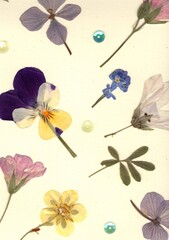 A display of pressed summer flower petals and leaves on a cream background.