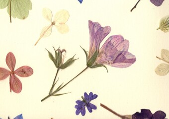 A display of pressed summer flower petals and leaves on a cream background.