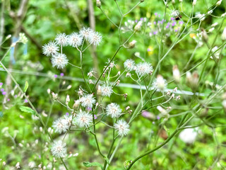 white flowers on green background