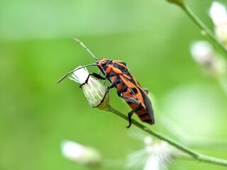 Close up of bugs (Spilostethus saxatilis)