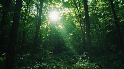 Obraz premium Sunlight Filtering Through Lush Green Forest Canopy with Rays
