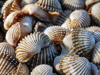 Close up of Cockle shell , abstrac cockling background cockles, fresh food