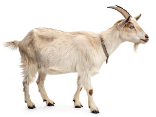 Fototapeta premium goat isolated white background