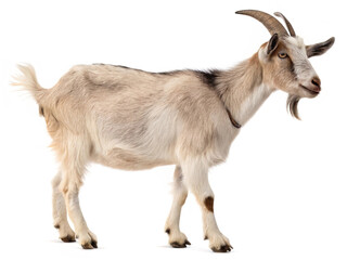 Obraz premium goat isolated white background