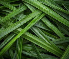 Obraz premium Pine tree needles are splayed outward from the center in a close-up view