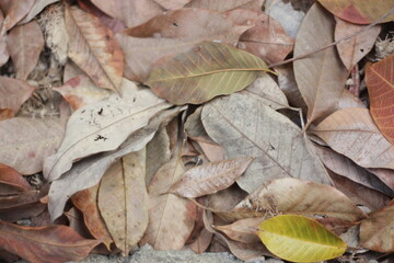 dry leaves on the ground