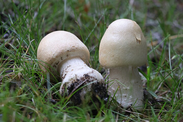 Agaricus arvensis, commonly known as horse mushroom, wild edible mushroom from Finland