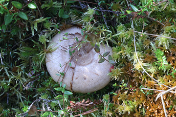 Lactarius musteus, also called Lactifluus musteus, commonly known as Pine Milkcap, wild mushroom from Finland