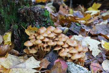 Flammula pinicola, also called Pholiota pinicola, a scalycap mushroom, no common English name