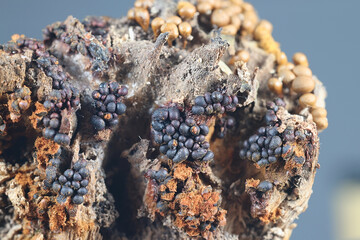 Metatrichia rosea, slime mold from Finland, no common English name