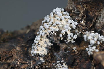Physarum leucopus, slime mold from Finland, no common English name