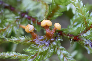 Lepidoderma tigrinum, known as spotted tiger slime mold, early development phase