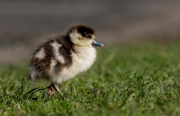 Obraz premium Fluffy duckling stands on green grass in natural sunlight, showcasing its soft feathers