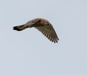 Kestrel in flight against a clear sky, showcasing its detailed plumage and streamlined wings.