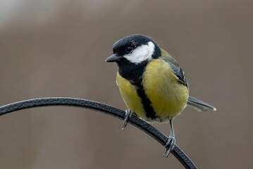 Close-up of a great tit perched on a metal rod against a blurred background.