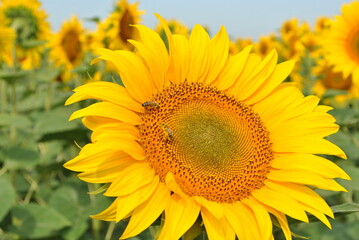 Sunflower Field Under a Summer Sky