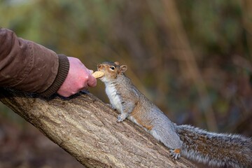 Person feeds a curious squirrel a peanut on a tree branch in a natural setting.