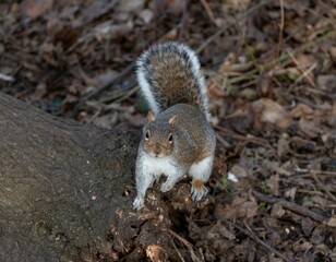 Curious squirrel perched on a tree trunk in a forest setting, surrounded by fallen leaves