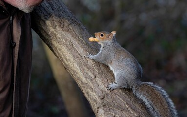 Squirrel on a tree branch holding a peanut, interacting with a person in a forest setting.