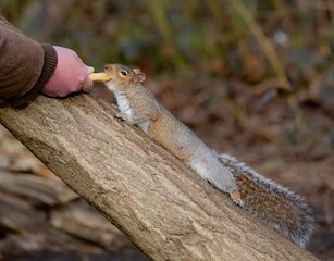 Person feeding a squirrel on a tree trunk in a forest, capturing a moment of interaction with nature