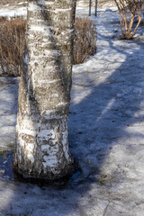 Trunk of birch tree and snow melting under March sun. The beginning of spring. Close-up.
