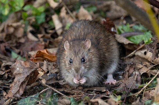 Close-up of a brown rat sitting among dry leaves, showcasing its natural habitat