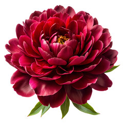 dark red peony isolated on transparent white background, clipping path