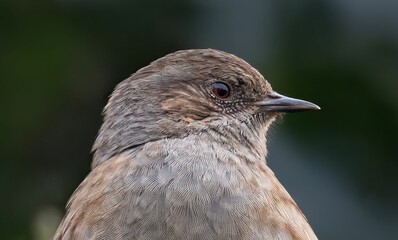 Close-up of a small brown dunnock with intricate feather details against a blurred green background.